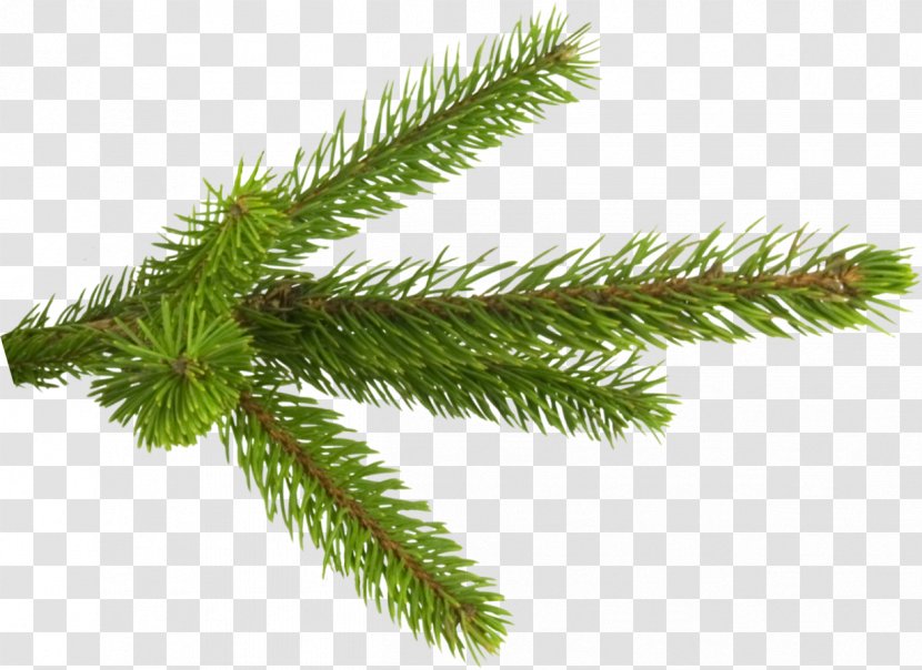 Fir Spruce Pine Branch Tree - TWIG Transparent PNG