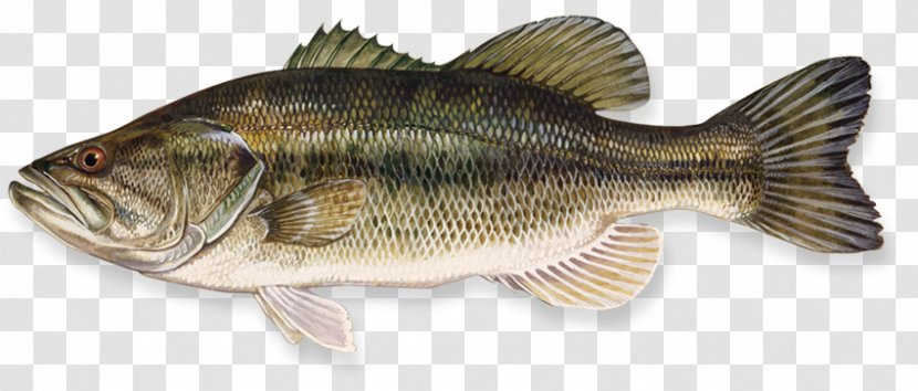 Largemouth Bass Smallmouth Fishing - Tilapia - Large Mouth Transparent PNG
