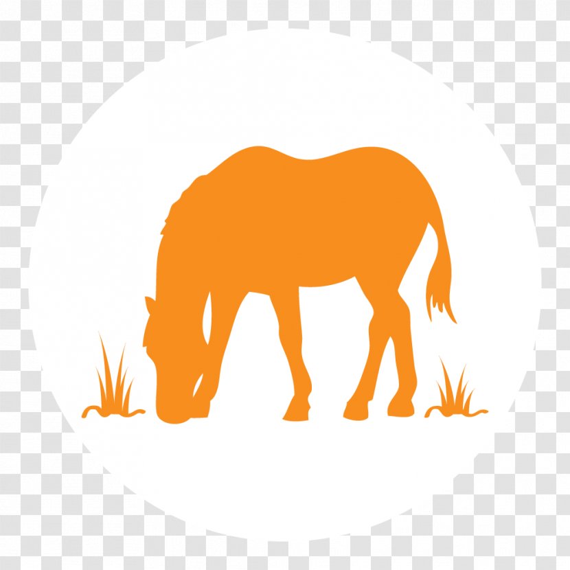 Mustang Noble Street College Prep Mane Pony Network Of Charter Schools - Tail - Horse Farm Transparent PNG