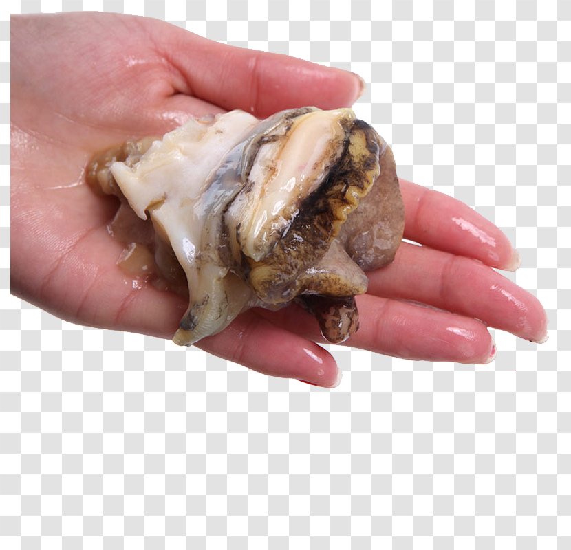 Seafood Clam Sea Snail Crab Meat - Conch Head Transparent PNG