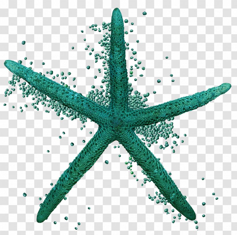 Starfish Sea Echinoderm Animal Ocean - Invertebrate - Acid Sulphur Spring Transparent PNG