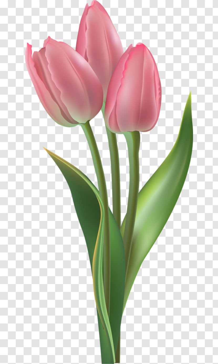 Tulip Flower Clip Art - Plant Transparent PNG