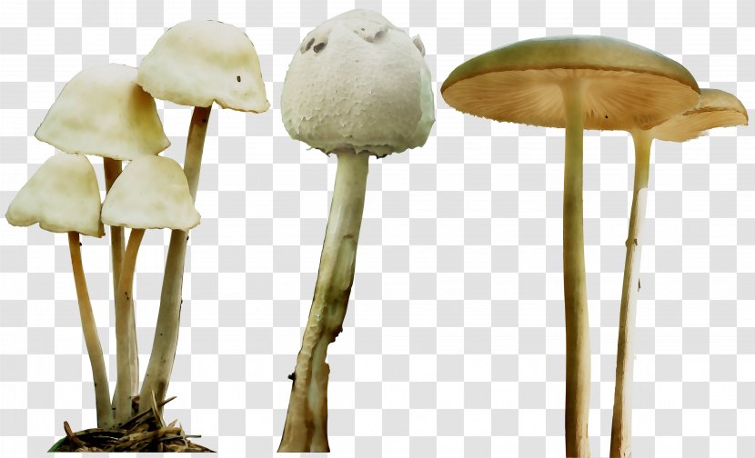Mushroom Product Design - Plant Stem - Fungus Transparent PNG