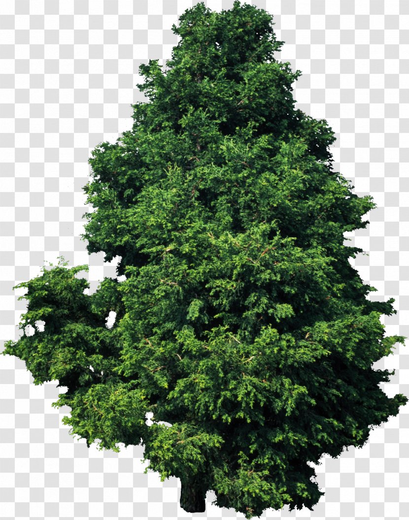 Tree Plant Hinoki Cypress Deodar Cedar Pine - Carob - Bushes Transparent PNG
