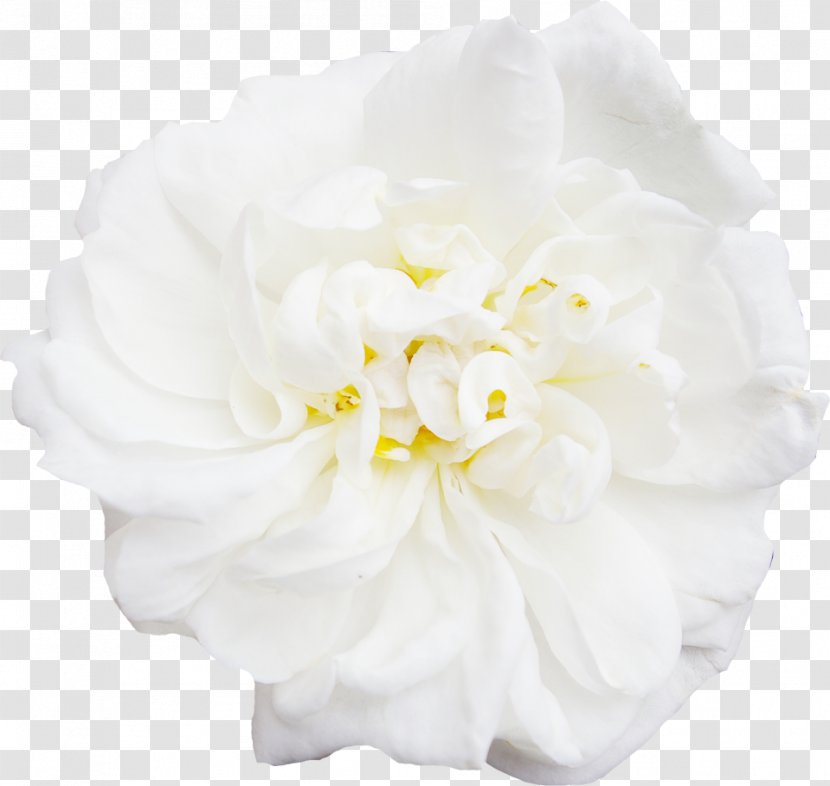 White Flower Peony - Floristry - White,peony,decoration,Flowers Transparent PNG
