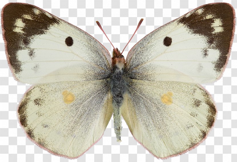 Butterfly Pieridae Colias Hyale Croceus Eurytheme Transparent PNG