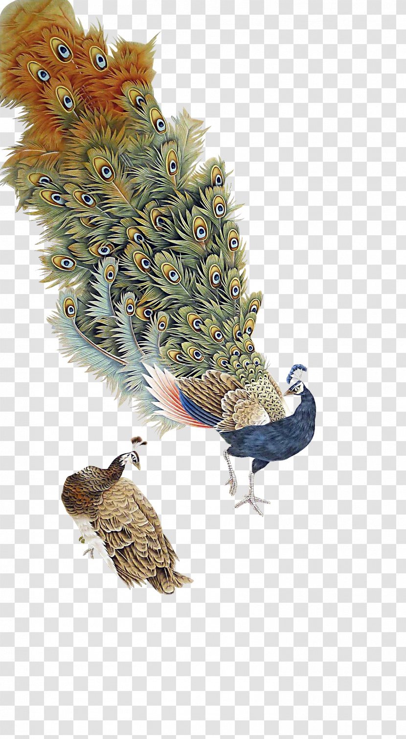 Graphic Design Peafowl - Drawing - Antique Peacock Transparent PNG