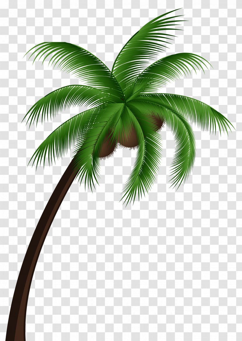 Coconut Arecaceae Tree Clip Art - Date Palm Transparent PNG