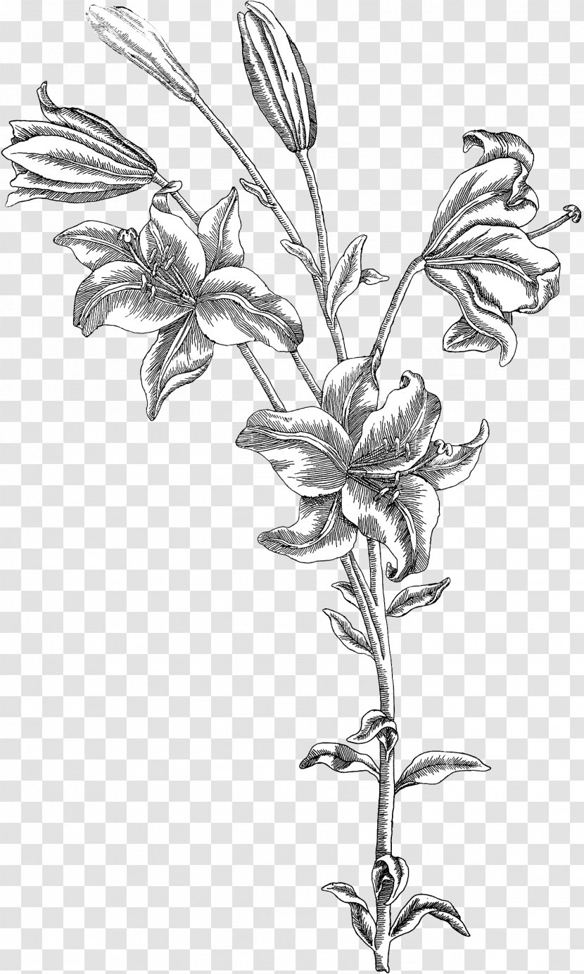 Twig Drawing Botany Plant Stem /m/02csf - Branch - The Fairy Scatters Flowers Transparent PNG