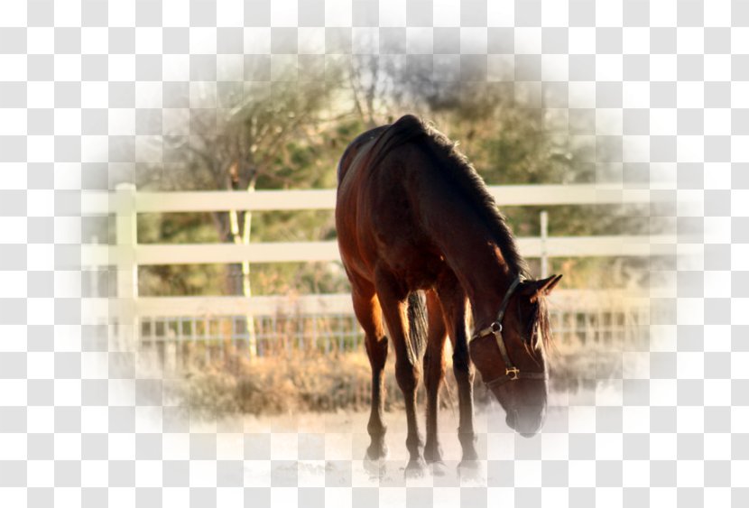Stallion Rein Equestrian Foal Mustang Transparent PNG