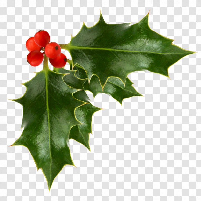 Common Holly Clip Art - Web Design - Berries Transparent PNG