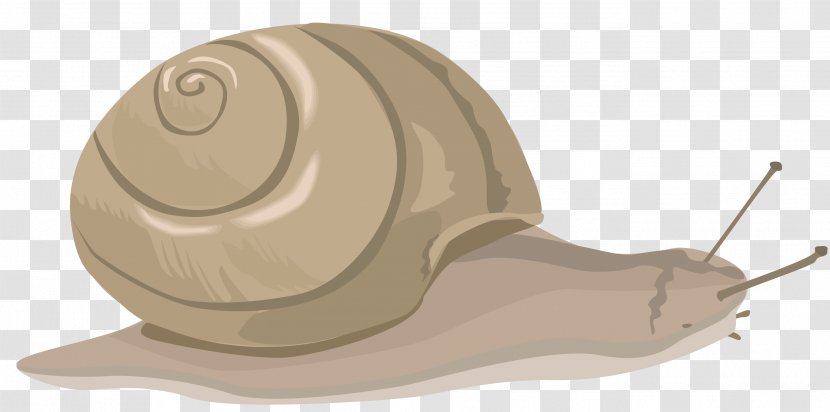 Snail Clip Art - Gastropods - Snails Transparent PNG