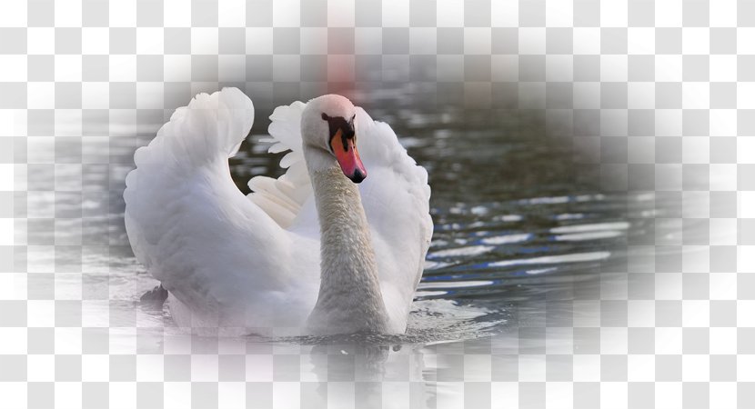 Mute Swan Cygnini Bird Desktop Wallpaper Goose - Display Resolution Transparent PNG