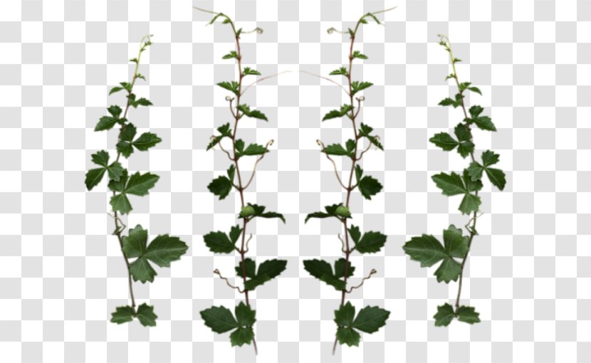 Plant Vine Tree Clipping Path - Herb - Herbes Transparent PNG