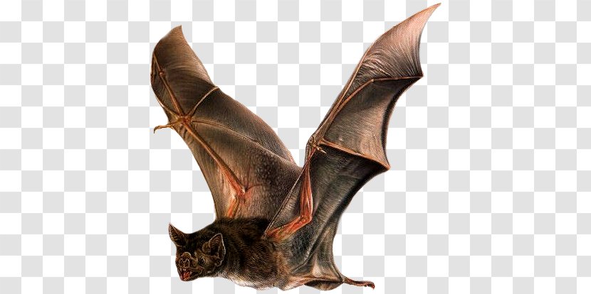 Microbat Common Vampire Bat Little Brown Animal - Flight Transparent PNG