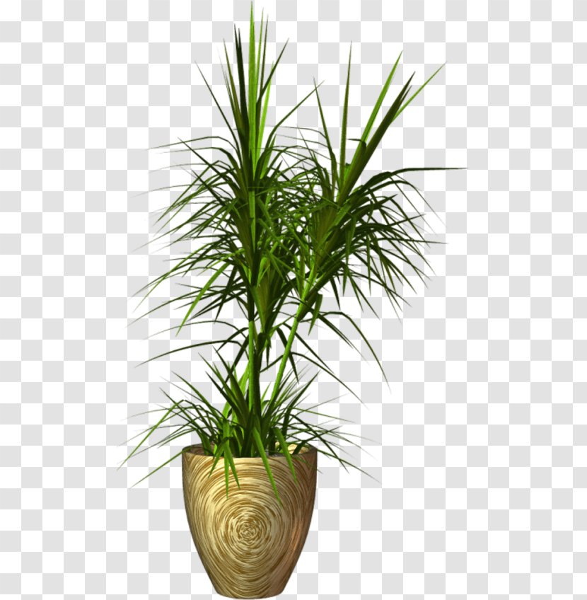 Flowerpot Plant - Orchids Transparent PNG