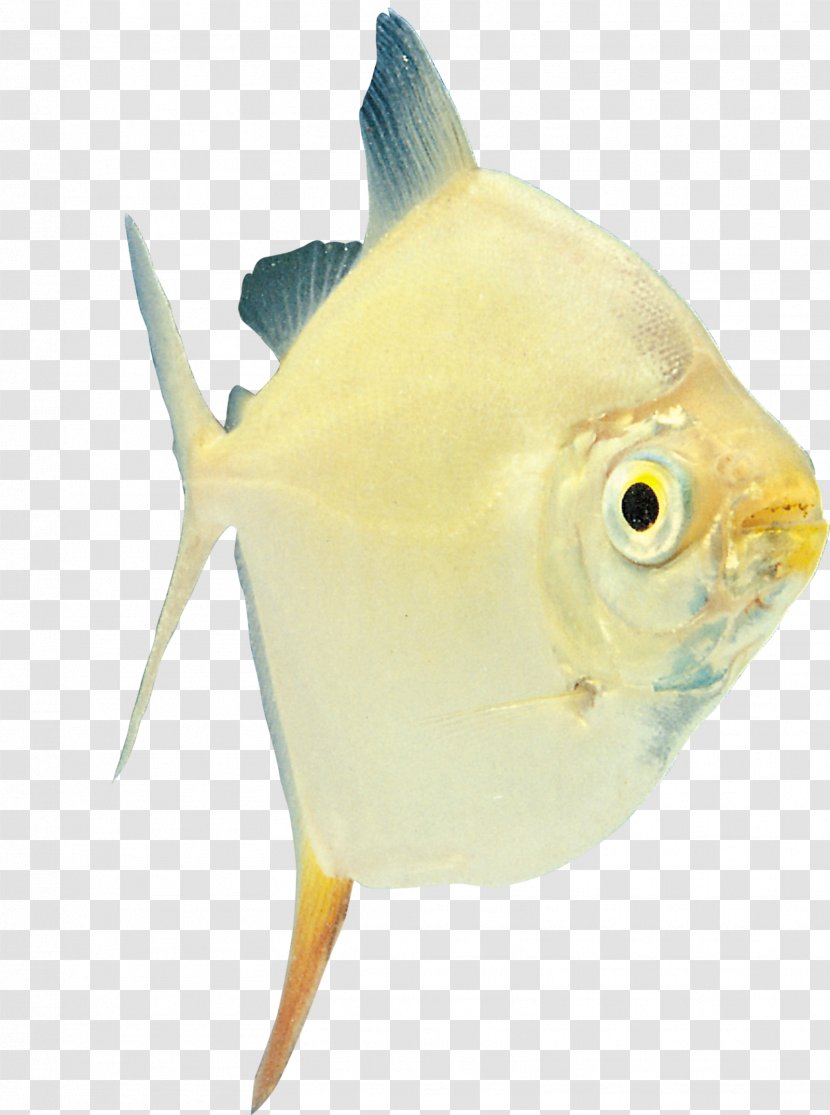 Tropical Fish Ornamental Characidae Amur Catfish - Fin - 100% Transparent PNG