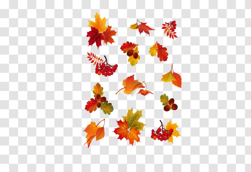 Autumn Leaf Color Rowan Berry - Maple - Various Transparent PNG