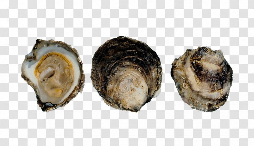 Norway Pacific Oyster Mussel Ostrea Edulis - Salmon - Fish Transparent PNG
