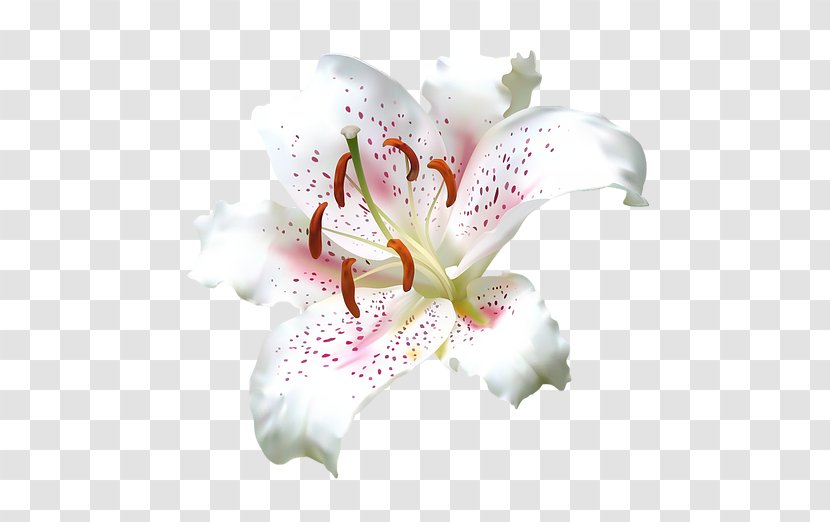 White Lily Flower - Cattleya - Orchids Of The Philippines Iris Transparent PNG