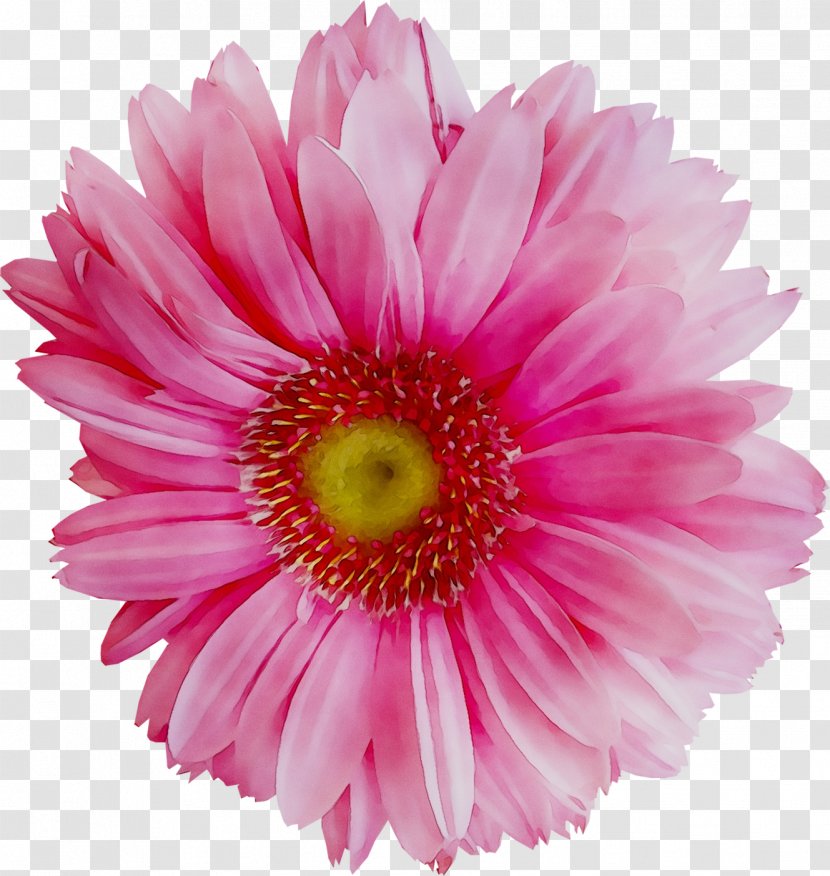 Transvaal Daisy Chrysanthemum Cut Flowers Pink M - Family Invest Doo - Magenta Transparent PNG