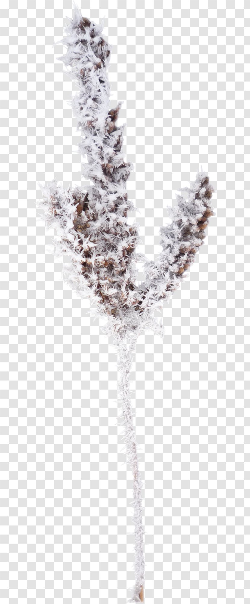Winter Snow Branch - Conifer Transparent PNG