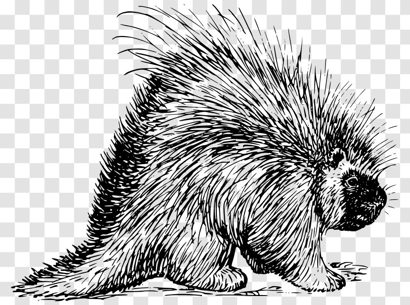 Rodent Porcupine Hedgehog T-shirt Clip Art - Whiskers Transparent PNG