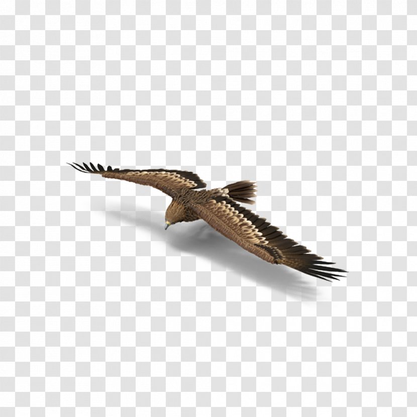 Download - Fauna - Imperial Eagle Steering Transparent PNG