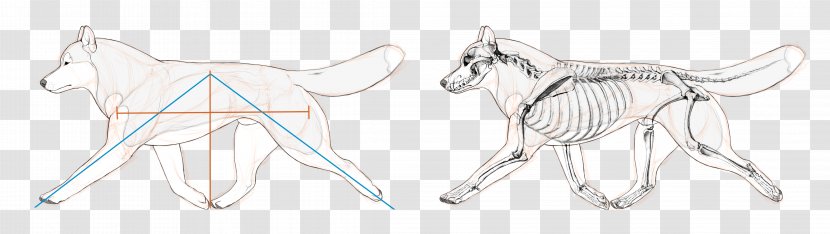 Siberian Husky Cattle Mammal Drawing Canidae - Cartoon Transparent PNG