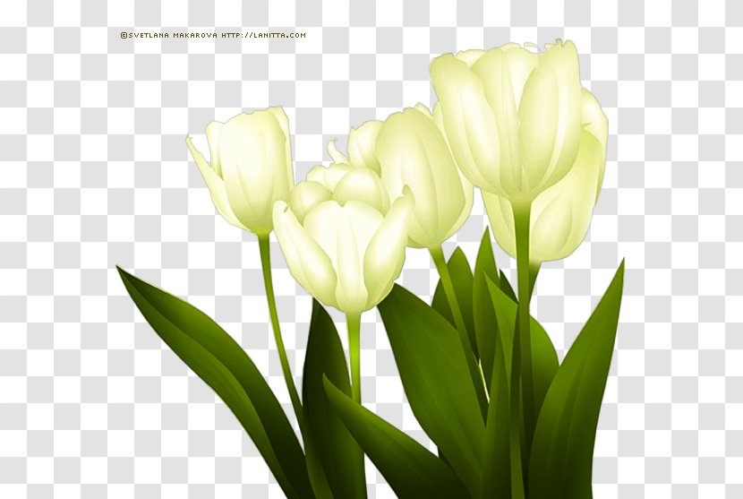 Tulip Cut Flowers Floral Design Flower Bouquet - Seed Plant Transparent PNG