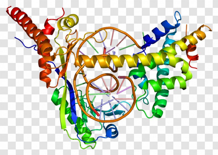 DRAP1 DR1 Repressor Histone Protein - Transcription - Human Transparent PNG
