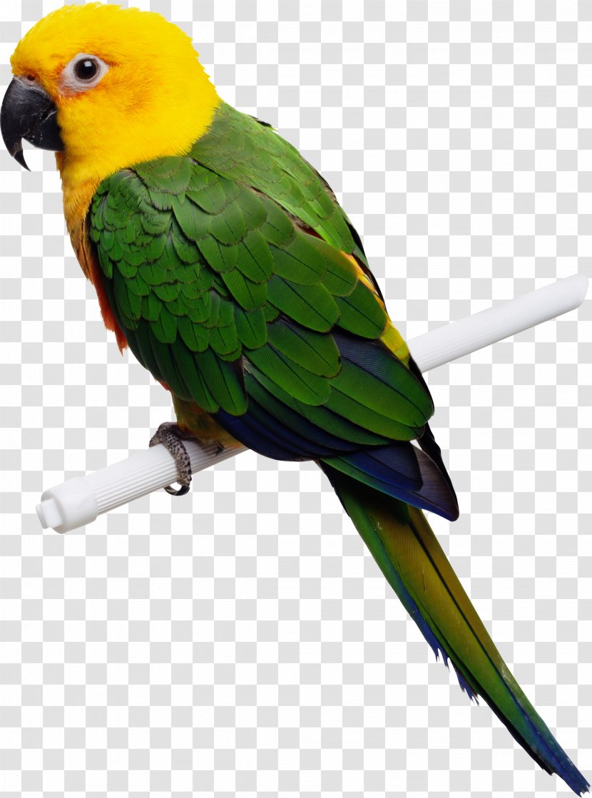 Bird Beak Veterinarian Avian Medicine And Surgery Medicine. - Perico - Green-yellow Parrot Images, Free Download Transparent PNG