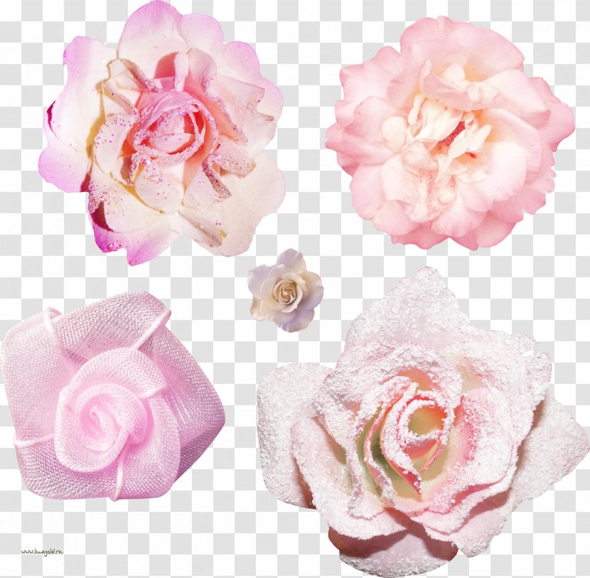 Garden Roses Centifolia Floribunda Clip Art - Valentine S Day Transparent PNG