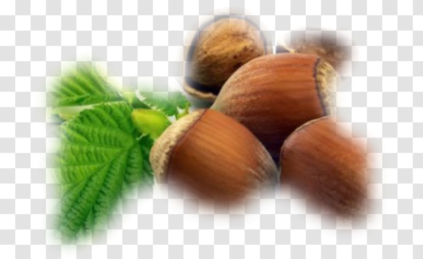 Hazelnut Common Hazel English Walnut Auglis - Nut - Fruit Sec Transparent PNG