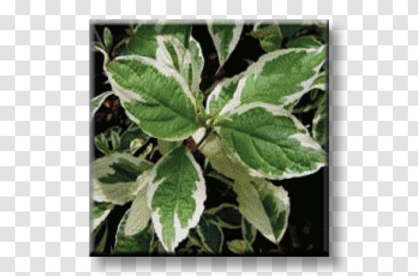 Leaf White Dogwood Elder Red Osier Shrub Transparent PNG