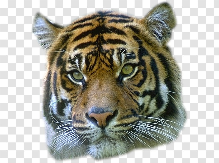 Hukawng Valley Tiger Reserve Cat Leopard Candle - White Transparent PNG