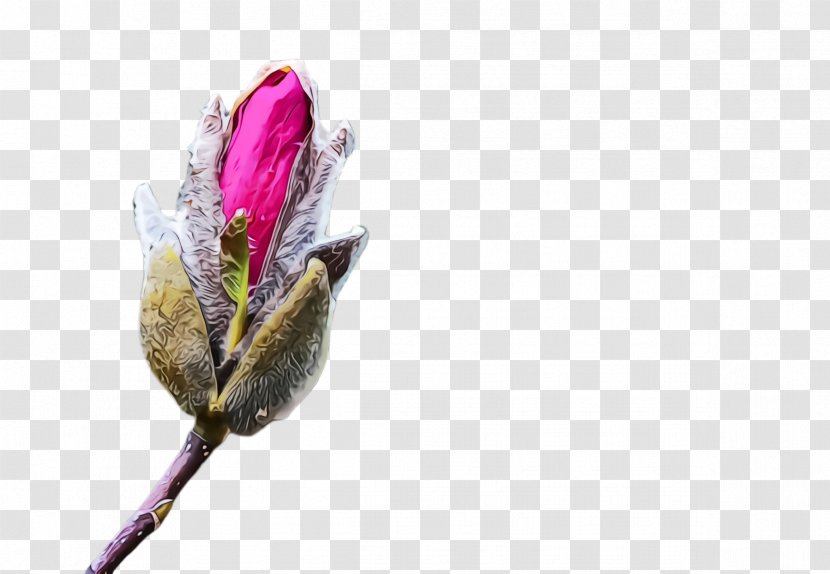 Flower Watercolor - Wet Ink - Magnolia Family Transparent PNG