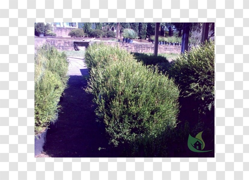 Hedge Landscape Landscaping Grasses Biome - Woody Plant - Bellandris Rehner Garden Center Transparent PNG