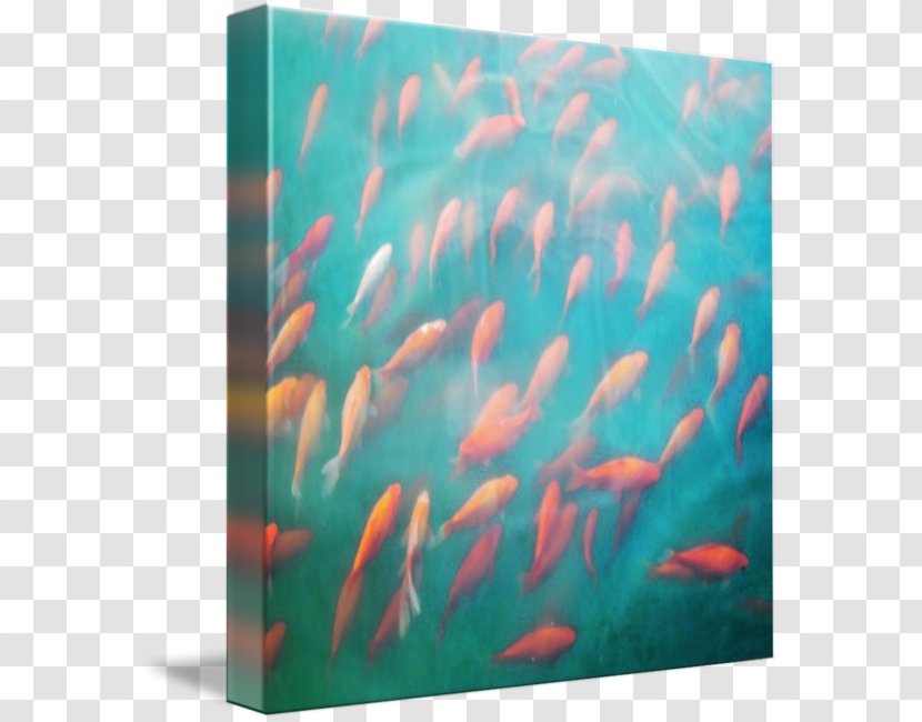 Marine Biology Underwater Mammal Coral Reef Fish - Swimming Poster Transparent PNG