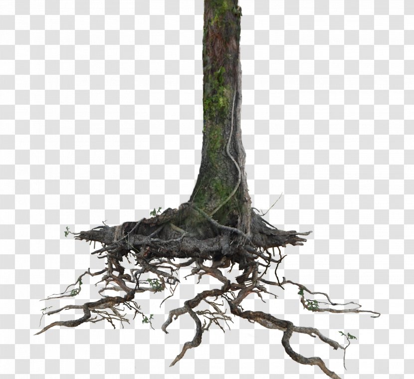 Tree Root Trunk Clip Art - Digital Image Transparent PNG