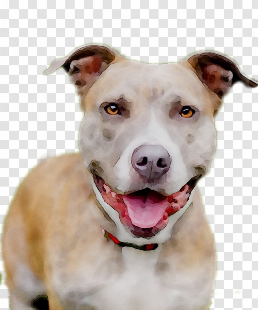 Dog Breed American Pit Bull Terrier Yorkshire Tosa - Vertebrate - Fawn Transparent PNG