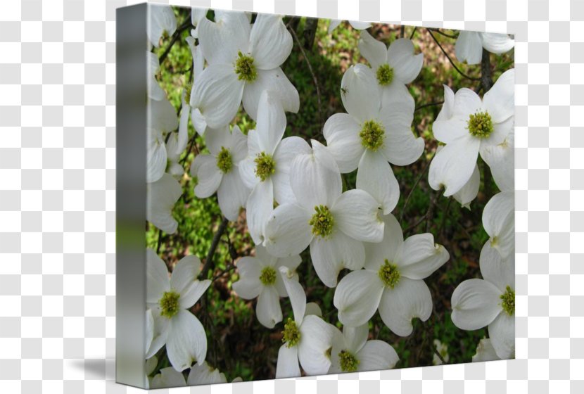Petal Flowering Plant Wildflower - Flora - Dogwood Transparent PNG