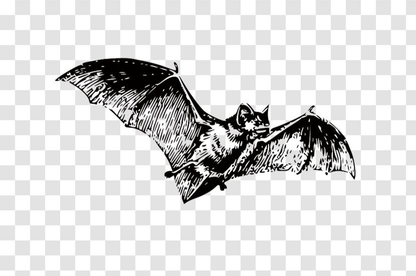 Bat Black And White Clip Art - Illustration Transparent PNG