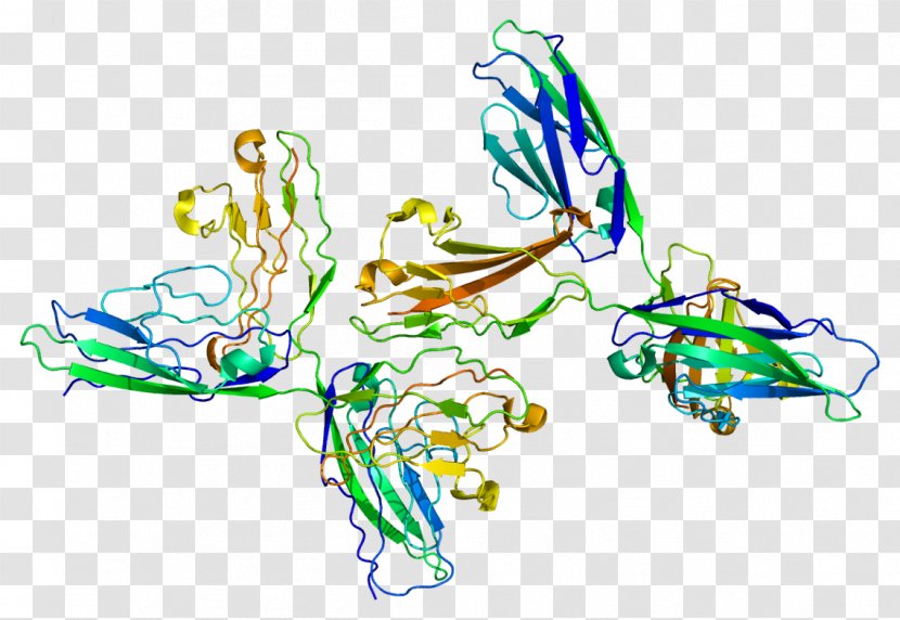 Neural Cell Adhesion Molecule Neuron - Recreation - Organism Transparent PNG