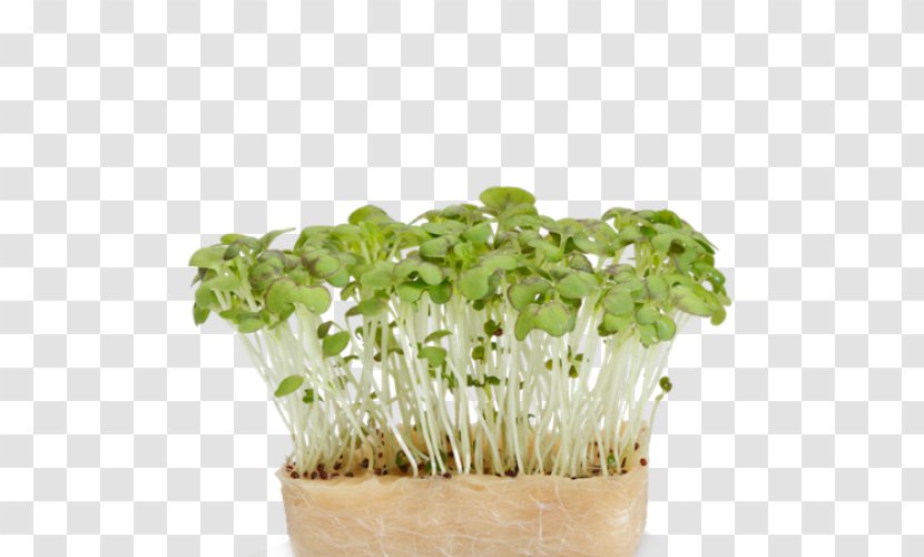 Herb Daikon Garden Cress Mustard Plant - Soup - Salad Transparent PNG