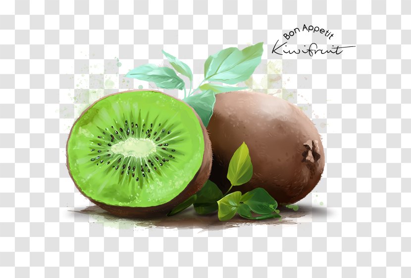 Kiwifruit Stock Photography Watercolor Painting Poster - Art Transparent PNG