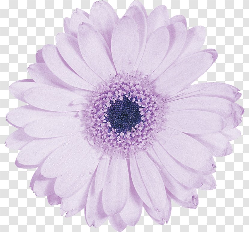 Transvaal Daisy Flower Chrysanthemum - Aster Transparent PNG