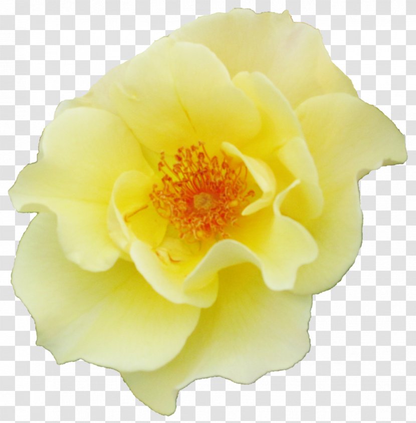 Garden Roses Floribunda Petal - Rose Transparent PNG
