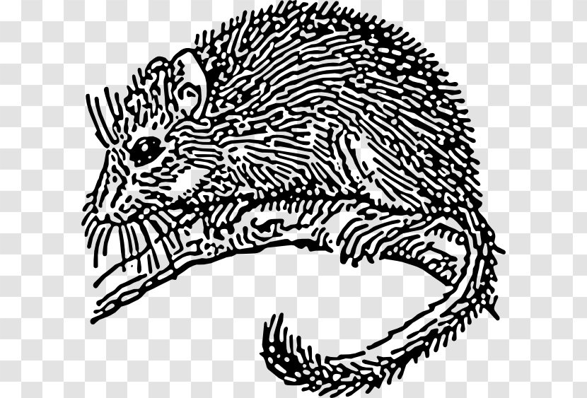 Dormouse Rodent Clip Art - Terrestrial Animal - Mouse Transparent PNG