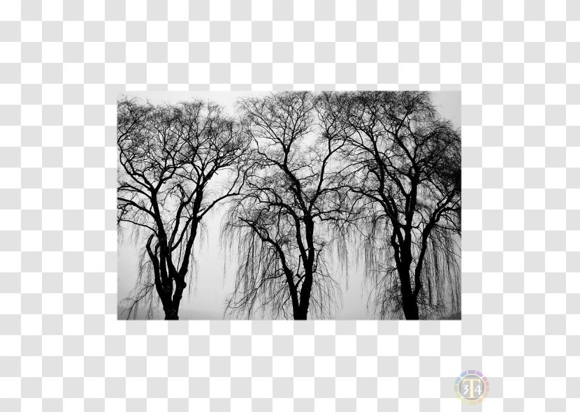 Black And White Tree - Monochrome Photography Transparent PNG